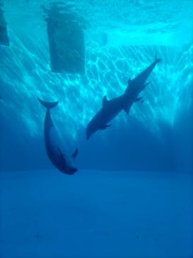 名古屋港水族館に投稿された画像（2022/11/3）