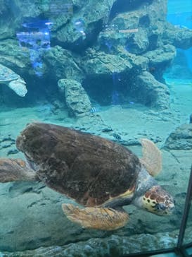 名古屋港水族館に投稿された画像（2022/11/3）
