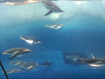 名古屋港水族館に投稿された画像（2022/11/3）