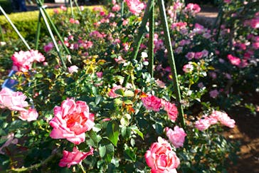 九十九島動植物園森きららに投稿された画像（2022/11/3）