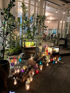 江の島シーキャンドルに投稿された画像（2022/11/3）