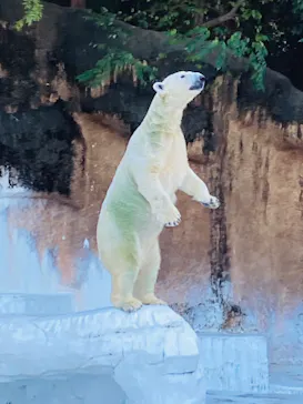 天王寺動物園に投稿された画像（2022/11/3）