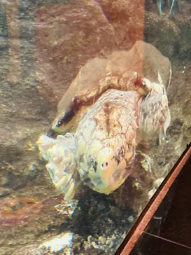 天王寺動物園に投稿された画像（2022/11/3）