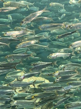 サンシャイン水族館に投稿された画像（2022/11/3）