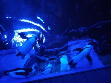 サンシャイン水族館に投稿された画像（2022/11/3）
