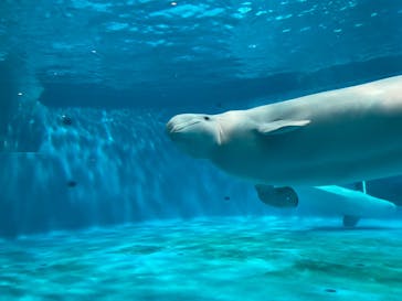 島根県立 しまね海洋館に投稿された画像（2022/11/3）