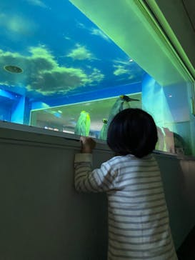 島根県立 しまね海洋館に投稿された画像（2022/11/3）