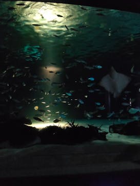 サンシャイン水族館に投稿された画像（2022/11/3）