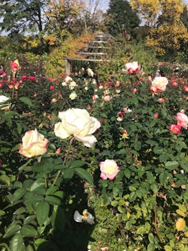 いばらきフラワーパークに投稿された画像（2022/11/3）