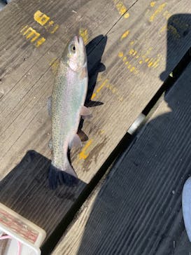 大安トラウトレイクに投稿された画像（2022/11/3）