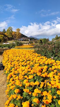 いばらきフラワーパークに投稿された画像（2022/11/3）