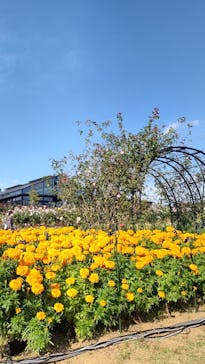 いばらきフラワーパークに投稿された画像（2022/11/3）