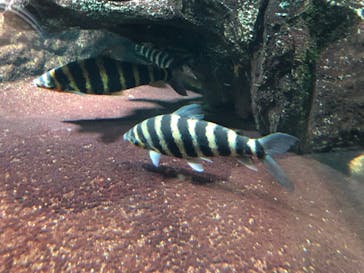 サンシャイン水族館に投稿された画像（2022/11/3）