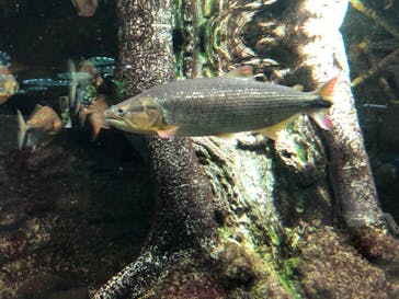 サンシャイン水族館に投稿された画像（2022/11/3）