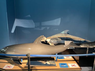 名古屋港水族館に投稿された画像（2022/11/4）