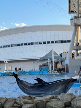 名古屋港水族館に投稿された画像（2022/11/4）