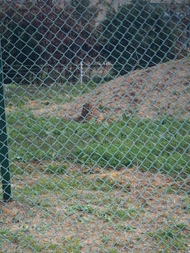 岩手サファリパークに投稿された画像（2022/11/4）