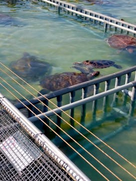 南知多ビーチランド＆南知多おもちゃ王国に投稿された画像（2022/11/4）