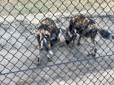 よこはま動物園ズーラシアに投稿された画像（2022/11/4）