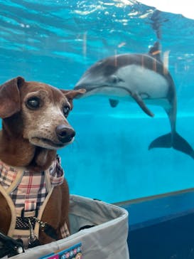 下田海中水族館に投稿された画像（2022/11/4）