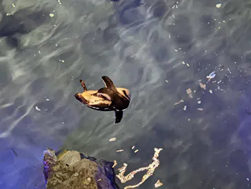 すみだ水族館に投稿された画像（2022/11/4）