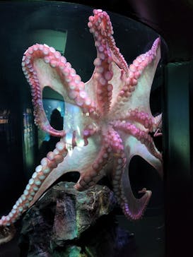 サンシャイン水族館に投稿された画像（2022/11/4）