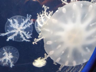 新江ノ島水族館に投稿された画像（2022/11/4）