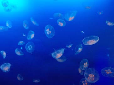 新江ノ島水族館に投稿された画像（2022/11/4）