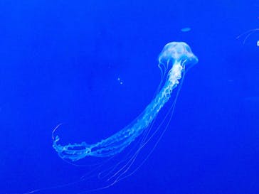 新江ノ島水族館に投稿された画像（2022/11/4）