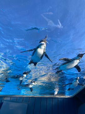 サンシャイン水族館に投稿された画像（2022/11/4）