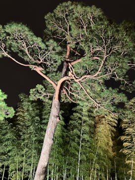 国営昭和記念公園 秋の夜散歩に投稿された画像（2022/11/4）