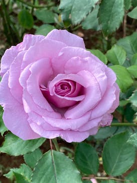 京成バラ園に投稿された画像（2022/11/4）