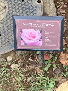 京成バラ園に投稿された画像（2022/11/4）