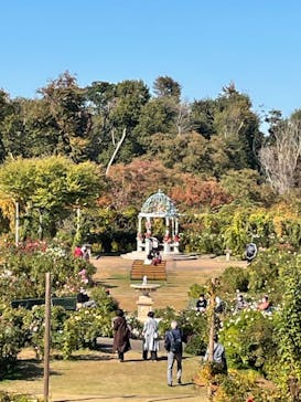 京成バラ園に投稿された画像（2022/11/4）