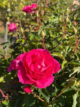 京成バラ園に投稿された画像（2022/11/4）