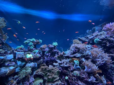 サンシャイン水族館に投稿された画像（2022/11/4）