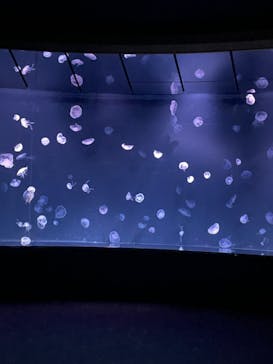 サンシャイン水族館に投稿された画像（2022/11/4）