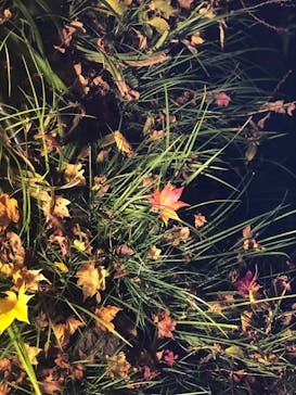 国営昭和記念公園 秋の夜散歩に投稿された画像（2022/11/4）