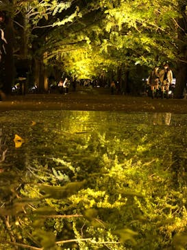 国営昭和記念公園 秋の夜散歩に投稿された画像（2022/11/4）