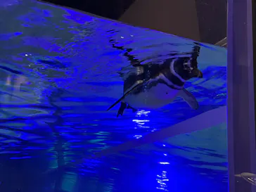 すみだ水族館に投稿された画像（2022/11/4）