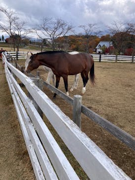牧歌の里に投稿された画像（2022/11/4）