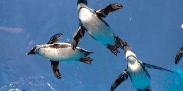 サンシャイン水族館に投稿された画像（2022/11/4）