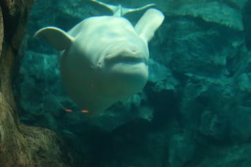 名古屋港水族館に投稿された画像（2022/11/4）