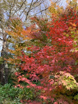 彫刻の森美術館に投稿された画像（2022/11/4）