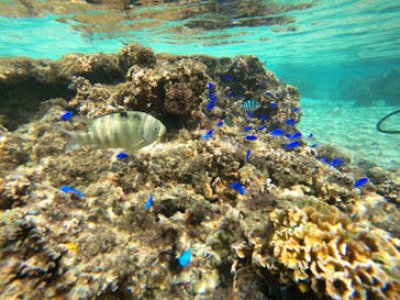 沖縄マリンサービス碧に投稿された画像（2022/11/5）