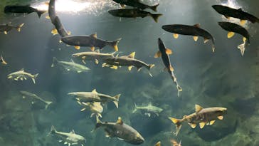 サケのふるさと 千歳水族館に投稿された画像（2022/11/5）