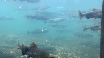 サケのふるさと 千歳水族館に投稿された画像（2022/11/5）