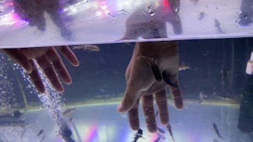 サケのふるさと 千歳水族館に投稿された画像（2022/11/5）