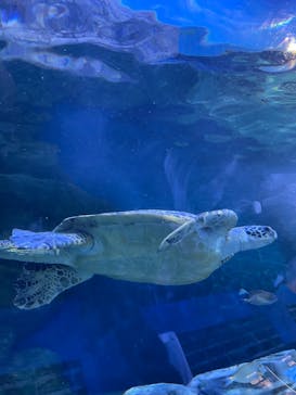 しながわ水族館に投稿された画像（2022/11/5）