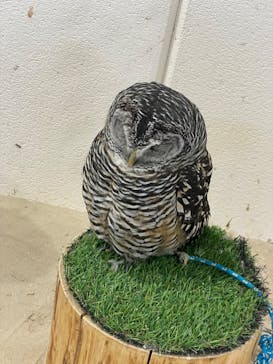 アニタッチみなとみらいに投稿された画像（2022/11/5）